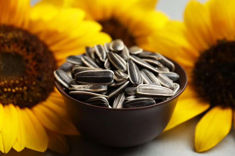 Girasol, crece la molienda en la Argentina en 2026